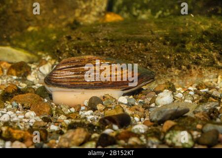 Common pond mussel, duck mussel (Anodonta anatina), digs in the ground with its foot, Germany Foto Stock