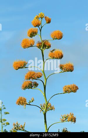 Agave (Agave underwoodii), infiorescenza, Cuba Foto Stock