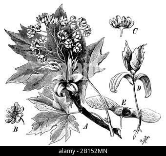 Acero norvegese, platanoidi Acer, Spitzahorn, aereo Éraable, A M (libro botanica, 1898) Foto Stock