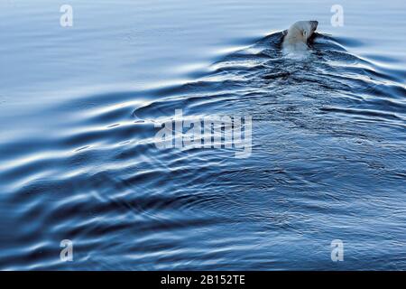 Orso polare (Ursus maritimus), nuoto immaturo orso polare, vista posteriore, Groenlandia Foto Stock