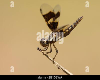 Portia Widow (Palpleura portia), femmina a stelo, Gambia Foto Stock