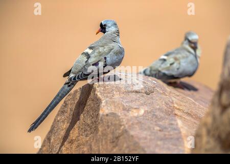 Namaqua colve (Oena capensis capensis), coppia perching su una roccia, vista laterale, Israele Foto Stock