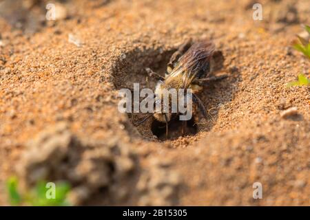 Le api minerarie, le api burrowing (Andrenidae), l'estrazione di api che seppellano un buco di nidificazione, la Germania, la Baviera Foto Stock