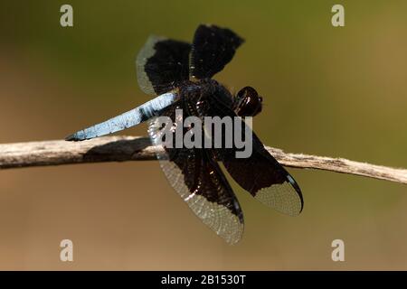 Lucia Widow (Palpleura lucia), maschio a stelo, Sud Africa, Kwazoeloe-Natal Foto Stock