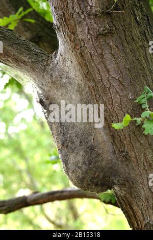 Falce di quercia (Thaumetopoea processionea), nidificano su un albero di quercia, Germania, Renania Settentrionale-Vestfalia, Ruhr Area, Dortmund Foto Stock