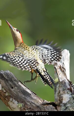 Picchio indiano occidentale (Melanerpes superciliaris), uomo che vola fuori, Cuba Foto Stock