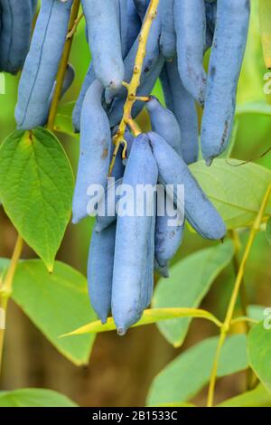 Dita di Dead Man, arbusto di Blue Bean, albero di Blue Bean (Decaisnea fargesii), fruttificazione Foto Stock