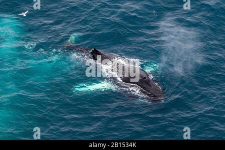 Megattere (Megaptera novaeangliae), nuoto in superficie d'acqua, Groenlandia Foto Stock