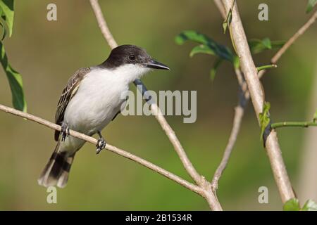 Kingbird loggerhead (Tyrannus audifasciatus), si trova su un ramoscello, Cuba, il Parco Nazionale la Guira Foto Stock