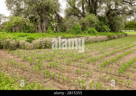 Modello di danno ai margini di un campo di mais dopo applicazione di glifosato, Germania, Baviera, Erdinger Moos Foto Stock