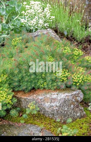 Cipresso spurge (Euphorbia cyparissias 'Fens Ruby', Euphorbia cyparissias Fens Ruby), cultivar Fens Ruby, Sweden, Vaestra Goetalands laen Foto Stock