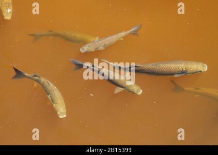 Triglie grigie, triglie striate, triglie grigie comuni, triglie grigie a testa piatta, triglie a testa piatta (Mugil cefalus), gruppo in un canale d'acqua salmastra, Spagna, Isole Baleari, Maiorca, Parco Nazionale dell'Albufera Foto Stock