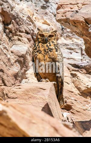 Gufo delle aquile del deserto (Bubo ascalaphus), perching su una scogliera, vista frontale, Egitto, Abu Simbel Foto Stock