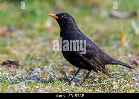 Blackbird (Turdus merula), uomo a terra, Germania, Meclemburgo-Pomerania occidentale, Garten, Rostock Foto Stock