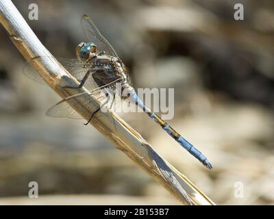 Epaulet Skimmer (Orthetrum chrysostigma), maschio a una stipe, vista laterale, Portogallo, Algarve Foto Stock