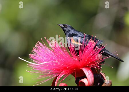 Uccello nero con spalle tawny (Agelaius humeralis), siede su un fiore di Pseudobombax ellittico, Cuba Foto Stock