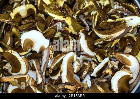 Baia Bolete (Boletus badius, Xerocomus badius), funghi secchi, Germania, Meclemburgo-Pomerania occidentale Foto Stock