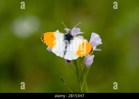 Arancione-punta (anthocharis cardamines), maschio su cuckooflower, Germania Foto Stock