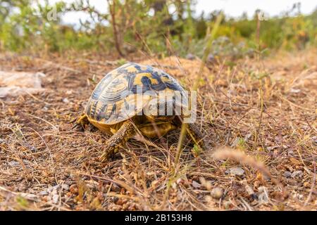 Tartaruga di Hermann, tartaruga greca (Testudo hermanni), sul terreno, vista frontale, Spagna, Isole Baleari, Maiorca Foto Stock