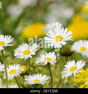 Loewenzahn und Gaensebluemchen - dadelion e Daisy 07 Foto Stock