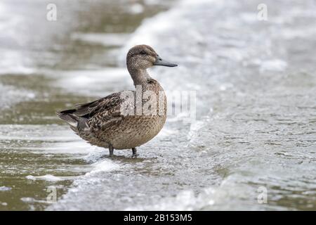 Teal nord americano con ali verdi (Anas crecca carolinensis, Anas carolinensis), drake sulla spiaggia, Azzorre Foto Stock