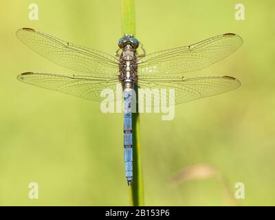 Epaulet Skimmer (Orthetrum chrysostigma), maschio a lama d'erba, vista dall'alto, Spagna, Andalusia, Huelva Foto Stock