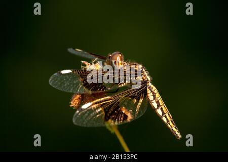 Portia Widow (Palpleura portia), femmina, vista laterale, Gambia Foto Stock