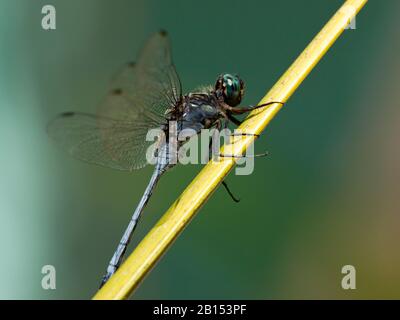 Epaulet Skimmer (Orthetrum chrysostigma), maschio a una stipe, vista laterale, Portogallo, Algarve Foto Stock