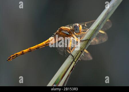 Epaulet Skimmer (Orthetrum chrysostigma), femmina su una stipe, vista laterale, Gambia Foto Stock