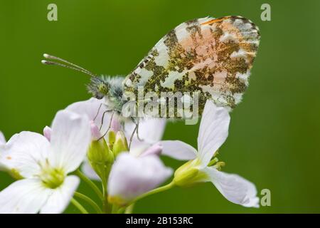 Arancione-punta (anthocharis cardamines), maschio su cuckooflower, Germania Foto Stock