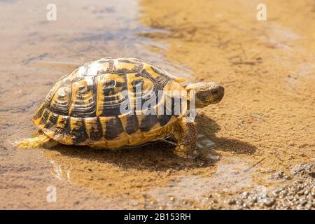 Tartaruga di Hermann, tartaruga greca (Testudo hermanni), in piedi in acque poco profonde, vista laterale, Spagna, Isole Baleari, Maiorca Foto Stock