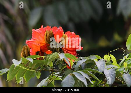 Albero di fiamma (Spathodea campanulata), fioritura, Cuba Foto Stock