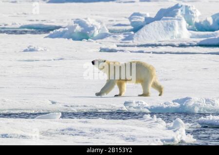 Orso polare (Ursus maritimus), orso polare femminile che cammina su un pavimento di ghiaccio, vista laterale, Groenlandia Foto Stock