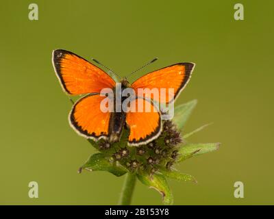 Il rame scarso (Heodes virgaureae, Lycaena virgaureae, Chrysophanus virgaureae), si trova su un fiore, Svizzera, Vallese Foto Stock