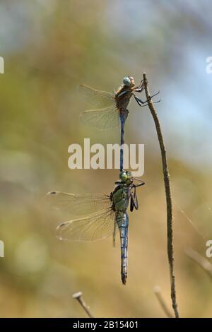 Epaulet Skimmer (Orthetrum chrysostigma), coppia di accoppiamento con skimmer dalla coda nera, Spagna, Andalusia, Huelva Foto Stock