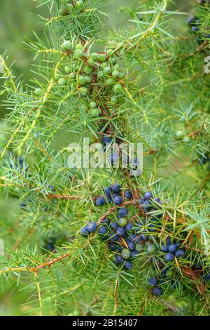 Ginepro comune, Ginepro Macinato (Juniperus communis), con bacche, Germania, Baden-Wuerttemberg Foto Stock