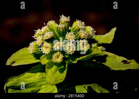 Butterbur gigante, Burro giapponese-bur (Petasites japonicus), fioritura, Paesi Bassi, Frisia Foto Stock