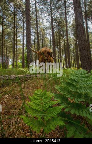 Bestiame scozzese delle Highland, Kyloe, mucca delle Highland, Heelan coo (Bos primigenius F. taurus), situato in una foresta in un bacino idrografico, vista frontale, Paesi Bassi, Paesi Bassi del Nord, Noordhollands duinreservaat, Bergen aan Zee Foto Stock