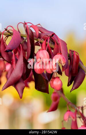 Spindelstrauch (Euonymus Grandiflorus "Vino Rosso", Euonymus Grandiflorus Vino Rosso), Cultivar Vino Rosso, Germania, Renania Settentrionale-Vestfalia Foto Stock