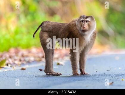 Macaque dalla coda di maiale settentrionale (Macaca leonina), in piedi su una strada, Thailandia, Parco Nazionale Khao Yai Foto Stock
