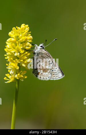 Blu Artico, blu Glandon (Plebjus glandon, Plebeius glandon), vista laterale, Italia, Aosta Foto Stock