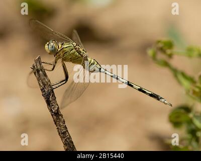 Long Skimmer (Orthetrum trinacria), femmina su un ramoscello, Sudafrica, Kwazoeloe-Natal Foto Stock