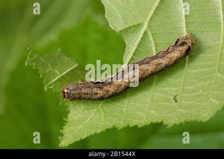 quaker a due macchie (Anora munda, Perigrapha munda, Orthosia munda), caterpillar si nutre di nocciolo, Germania Foto Stock