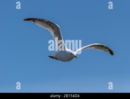 Gabbiano di aringhe europee, Larus argentatus, in volo, in tarda estate. Foto Stock