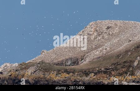 Gannet settentrionale, fagiano Morus, allevamento colo8BIM Foto Stock