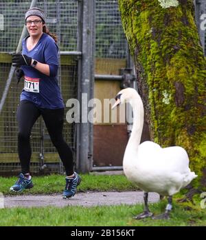 Winchester, Hampshire, Regno Unito. 23rd febbraio 2020. I corridori della Winchester 10K sono rimasti sorpresi di vedere un paio di cigni unirsi a loro mentre si avvicinavano al traguardo. Credit Stuart Martin/Alamy Live News Foto Stock