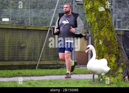 Winchester, Hampshire, Regno Unito. 23rd febbraio 2020. I corridori della Winchester 10K sono rimasti sorpresi di vedere un paio di cigni unirsi a loro mentre si avvicinavano al traguardo. Credit Stuart Martin/Alamy Live News Foto Stock