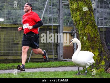 Winchester, Hampshire, Regno Unito. 23rd febbraio 2020. I corridori della Winchester 10K sono rimasti sorpresi di vedere un paio di cigni unirsi a loro mentre si avvicinavano al traguardo. Credit Stuart Martin/Alamy Live News Foto Stock