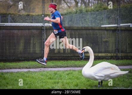 Winchester, Hampshire, Regno Unito. 23rd febbraio 2020. I corridori della Winchester 10K sono rimasti sorpresi di vedere un paio di cigni unirsi a loro mentre si avvicinavano al traguardo. Credit Stuart Martin/Alamy Live News Foto Stock