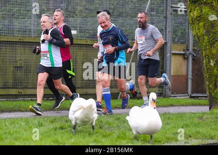 Winchester, Hampshire, Regno Unito. 23rd febbraio 2020. I corridori della Winchester 10K sono rimasti sorpresi di vedere un paio di cigni unirsi a loro mentre si avvicinavano al traguardo. Credit Stuart Martin/Alamy Live News Foto Stock